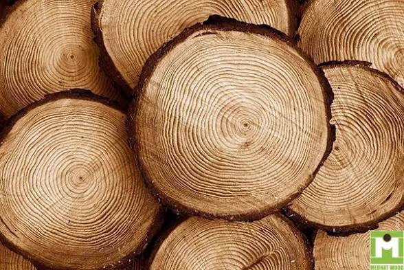 چگونه چوب طبیعی اصل را تشخیص دهیم؟ ۱۰ روش تشخیص چوب واقعی